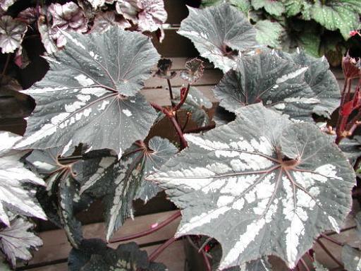 B. ‘Ikazuchi’